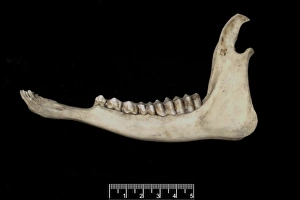 Tetracerus quadricornis, four-horned antelope jaw Tetracerus quadricornis, four-horned antelope jaw