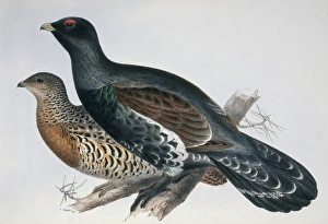 Tetrao urogallus, western capercaillie Tetrao urogallus, western capercaillie