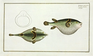 Tetrodon ocellatus (Takifugu ocellatus) Tetrodon ocellatus (Takifugu ocellatus)