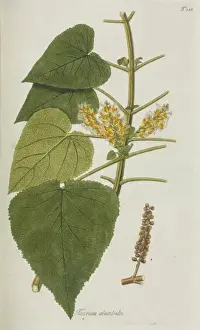 Lamiaceae Plant Species Prints: Teucrium abutiloides
