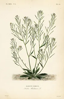 Thale cress or arabidopsis, Arabidopsis thaliana Thale cress or arabidopsis, Arabidopsis thaliana