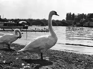 Prints of Swans on the River Thames at Kingston-upon-Thames, Surrey, England. Date: 1950s Kingston Upon Thames Prints: Thames Swans Print: Kingston-upon-Thames, Surrey