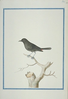 Thamnolaea cinnamomeiventris, mocking cliffchat Thamnolaea cinnamomeiventris, mocking cliffchat