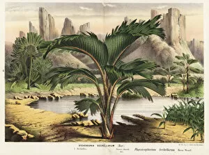 Related Images Collection: Thief palm, Phoenicophorium borsigianum