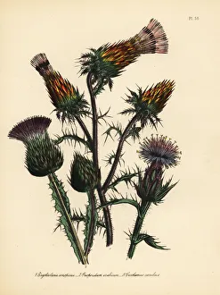 Thistle species Thistle species