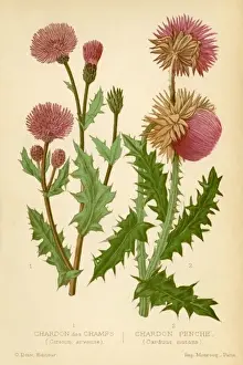 Vintage Plant Illustrations Prints: THISTLES