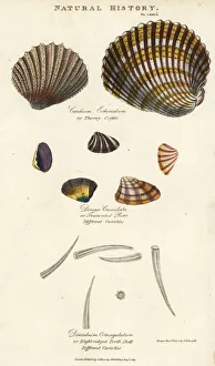 Thorny cockle, truncated purr and eight-ridged tooth shell Thorny cockle, truncated purr and eight-ridged tooth shell