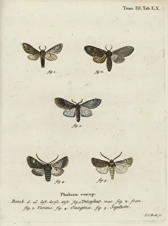 Three-humped prominent, olive moth and turnip moth Three-humped prominent, olive moth and turnip moth