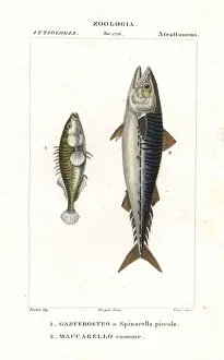 Three-spined stickleback and Atlantic mackerel Three-spined stickleback and Atlantic mackerel