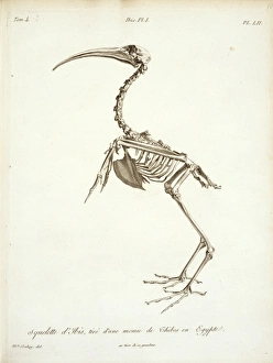 Threskiornis aethiopicus, sacred ibis skeleton Threskiornis aethiopicus, sacred ibis skeleton