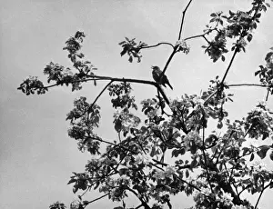 Thrush in Apple Tree Print, 1960s