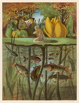 Water-Lily Leaf Print of Thumbkinetta