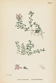 Wildflower Meadow Plants Prints: Thymus Eu-Serpyllum
