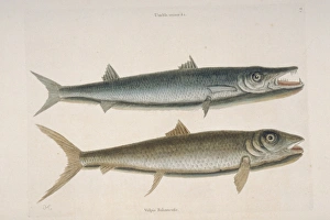 Thyrsites atun, barracuda & Albula vulpes, vulpis Thyrsites atun, barracuda & Albula vulpes, vulpis