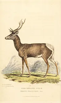 Tibetan red deer, Cervus canadensis wallichi. Endangered Tibetan red deer, Cervus canadensis wallichi. Endangered