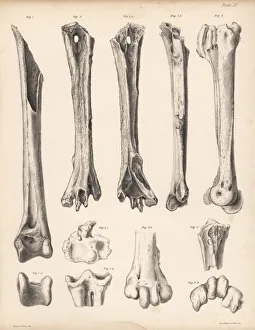 Tibia and metatarsus of the extinct Rodrigues Tibia and metatarsus of the extinct Rodrigues