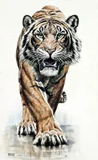 Prints of A fantastic picture of a large male Tiger approaching with menace. Pastel drawing by Raymond Sheppard Tiger Prints: Raymond Sheppard Pastel Print of a Male Tiger Approaching