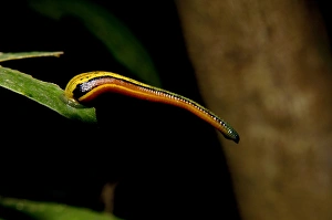 Tiger Leech / Painted Leech on a leaf, typical Tiger Leech / Painted Leech on a leaf, typical