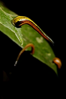 Tiger Leeches / Painted Leech on leaves of low Tiger Leeches / Painted Leech on leaves of low