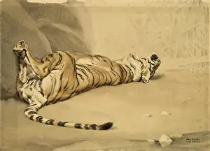 Historical Cat Paintings Prints: A Tiger rolls on its back