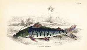 Tiger sorubim, Pseudoplatystoma tigrinum Tiger sorubim, Pseudoplatystoma tigrinum