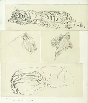 Raymond Sheppard Artist Prints: Tiger Studies