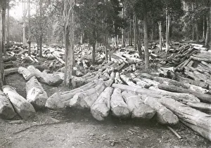 Timber logging forestry in Burma c. early 20th century Timber logging forestry in Burma c. early 20th century