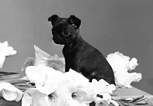 Smooth Haired Dogs Prints: Tiny Puppy has Cute Face