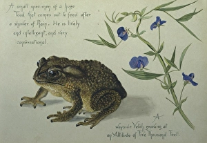A Toad