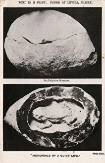 Toad discovered in a flint - found at Lewes, Sussex Toad discovered in a flint - found at Lewes, Sussex