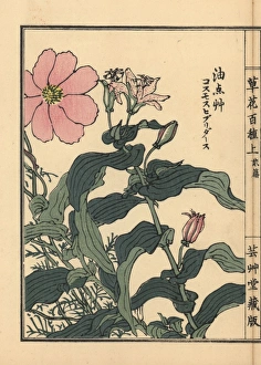 Toad lily, Tricyrtis hirta, and Mexican aster Toad lily, Tricyrtis hirta, and Mexican aster
