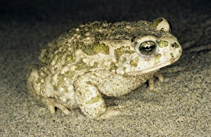 Toad - at night - sand dunes of Central Karakum desert Toad - at night - sand dunes of Central Karakum desert