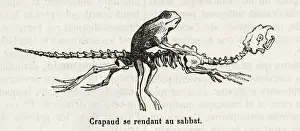 Toad Rides Skeleton Print
