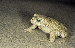 Toad - in sand dunes of Central Karakum desert at night Toad - in sand dunes of Central Karakum desert at night