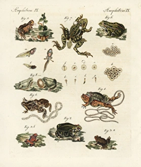 Toads and frogs Toads and frogs