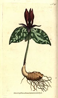 Toadshade or sessile trillium, Trillium sessile Toadshade or sessile trillium, Trillium sessile