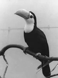 Tropical Birds Images Prints: Toco Toucan