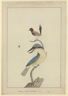 Todiramphus sanctus, Malurus melanocephala Todiramphus sanctus, Malurus melanocephala
