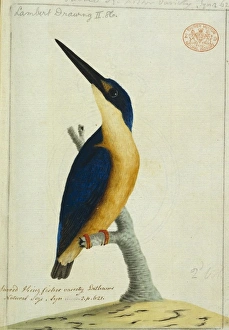 Todiramphus sanctus, sacred kingfisher Todiramphus sanctus, sacred kingfisher