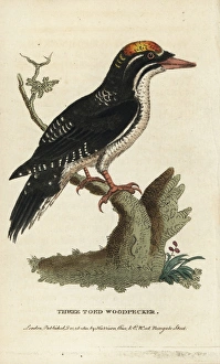 Three toed woodpecker, Picoides tridactylus Three toed woodpecker, Picoides tridactylus
