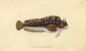 Tompot blenny, Parablennius gattorugine Tompot blenny, Parablennius gattorugine