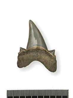 Tonguestone (sharks tooth) with lateral denticles Tonguestone (sharks tooth) with lateral denticles