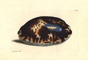 Tortoise cowry, Chelycypraea testudinaria Tortoise cowry, Chelycypraea testudinaria