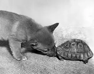 Funny Pet Pictures Prints: Tortoise and fox cub