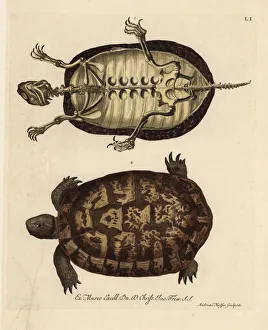 Tortoise skeleton and German tortoise species Tortoise skeleton and German tortoise species