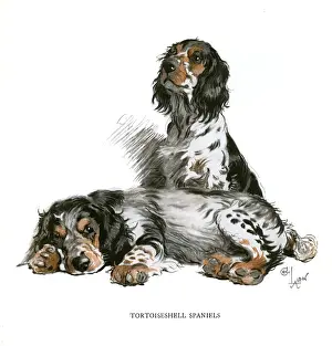 Two Tortoiseshell Spaniels Print, 1930