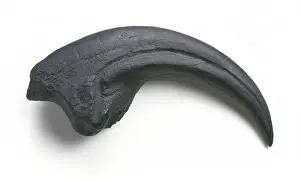 Mesozoic Era Dinosaurs Prints: Torvosaurus claw