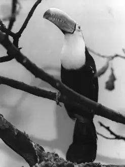 Tropical Birds Images Prints: TOUCAN