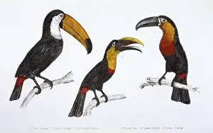 Toco Toucan and Two Rhamphastidae Species Print circa 1880