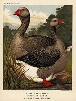 Toulouse geese with dewlap, cock and hen Toulouse geese with dewlap, cock and hen